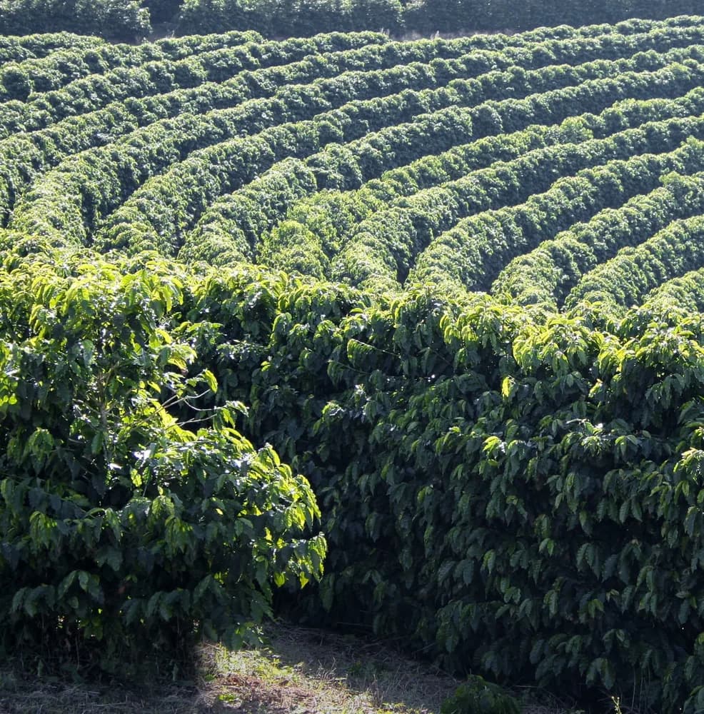 Rows of coffee bushes on a hillside.