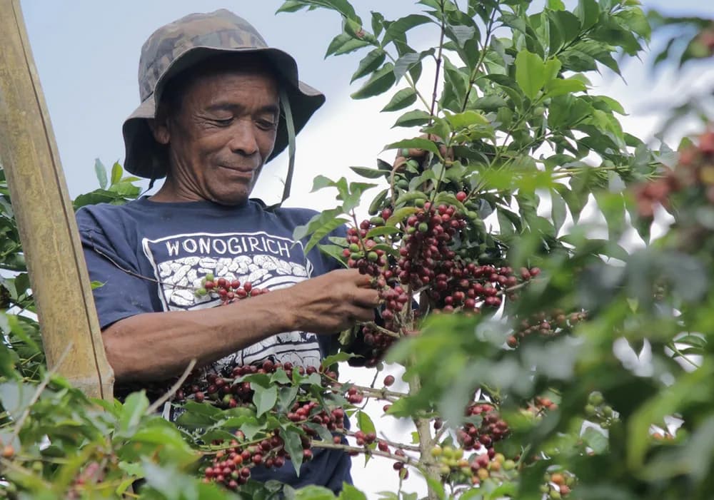 A farmer picking ripe red coffee cherries.