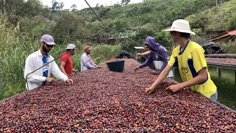 Workers raking coffee cherries on long drying beds.